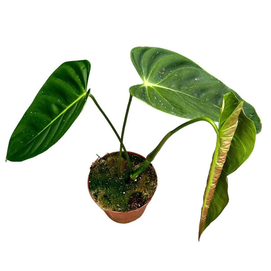 30 cm Philodendron Esmeraldense House Plant 17 cm Pot