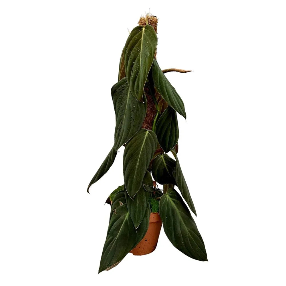 30 cm Philodendron Gigas House Plant 17 cm Pot