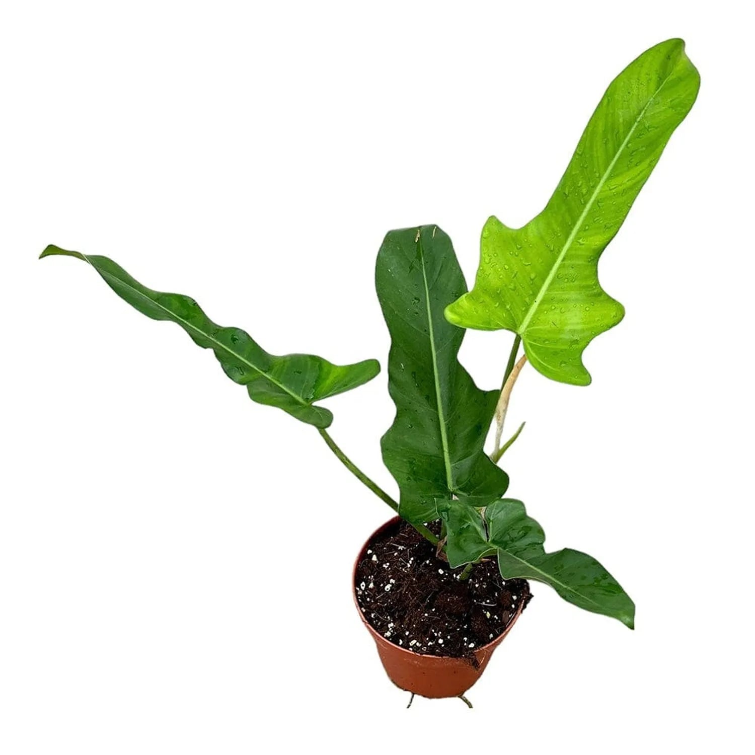 30 cm Philodendron Jerry Horne House Plant 17 cm Pot