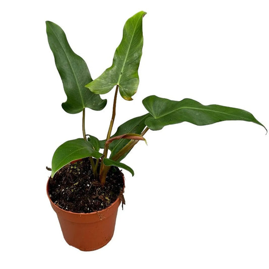 30 cm Philodendron Mexicanum House Plant 17 cm Pot