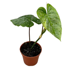 30 cm Philodendron P Majestic House Plant 14 cm Pot