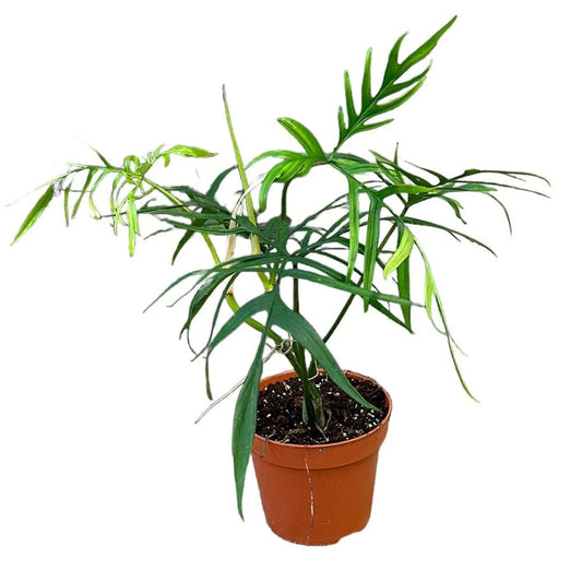 30 cm Philodendron Polypodioides House Plant 17 cm Pot