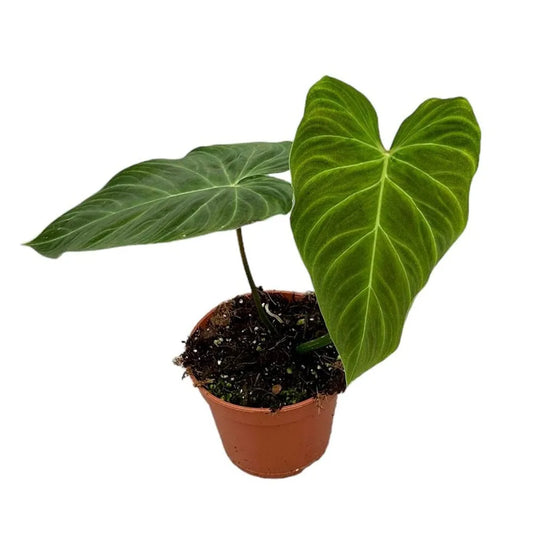 30 cm Philodendron Splendid House Plant 14 cm Pot
