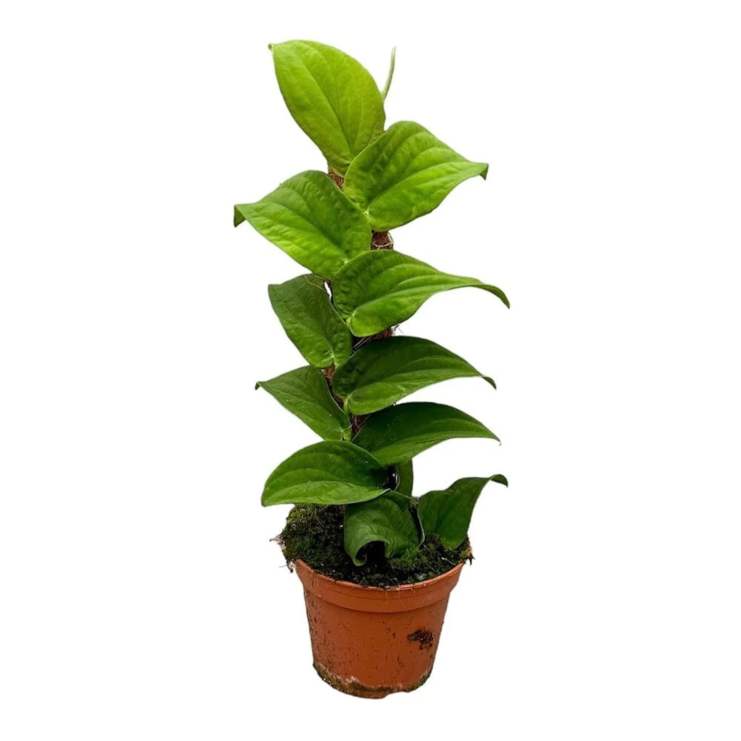 30 cm Rhaphidophora Korthalsii House Plant 14 cm Pot