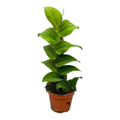 30 cm Rhaphidophora Korthalsii House Plant 14 cm Pot
