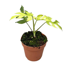 30 cm Rhaphidophora Tetrasperma Variegata House Plant 17 cm Pot