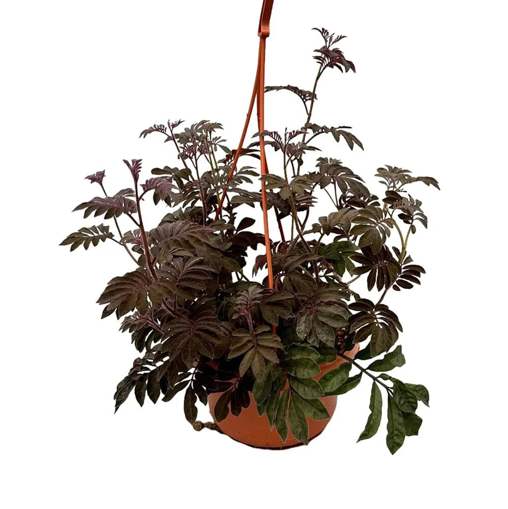30 cm Solanum Uleanum House Plant 14 cm Pot