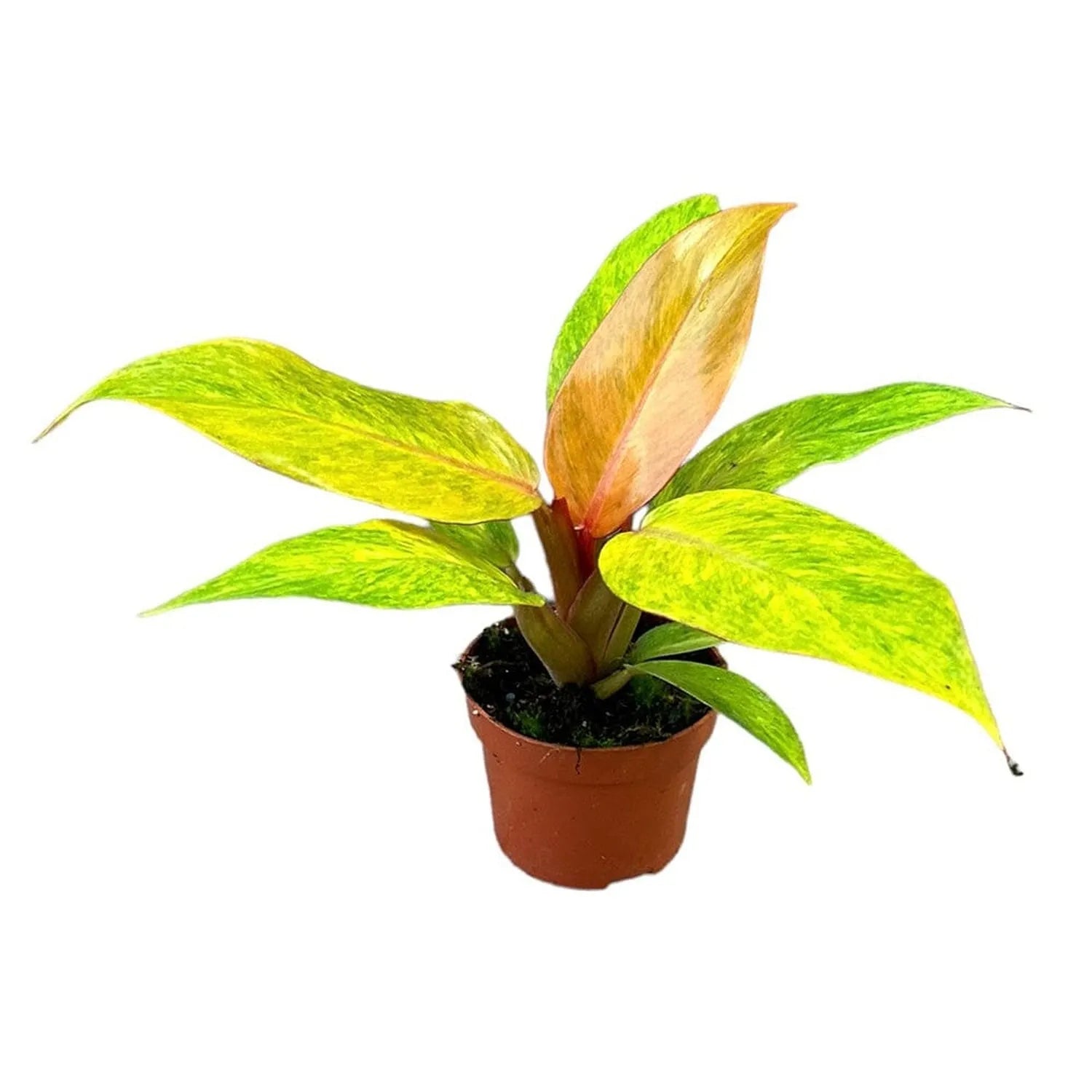 30 m Philodendron Orange Marmalade House Plant 12cm Pot