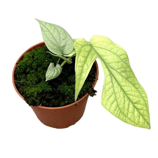 30cm Amydrium Medium Silver House Plant 14 cm Pot