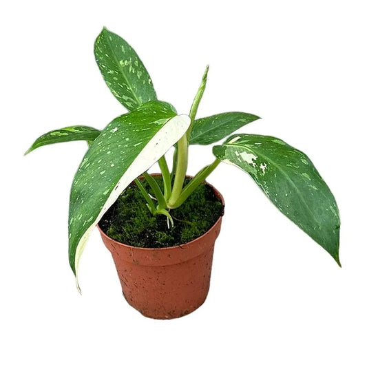 30cm Philodendron Jose Buono House Plant 17 cm Pot