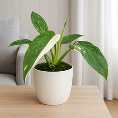 30cm Philodendron Jose Buono House Plant 17 cm Pot