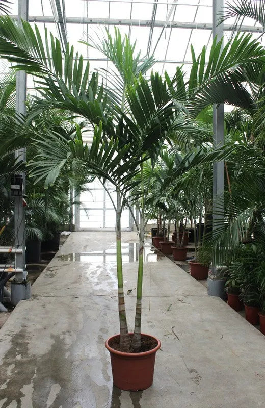 310 - 340cm XXL Veitchia Merrillii 50cm Pot House Plant