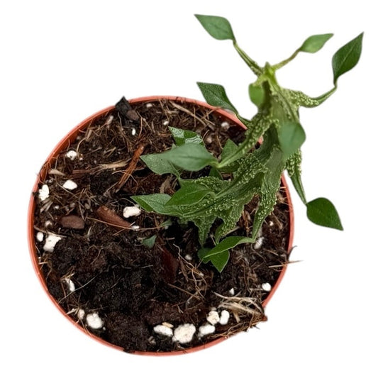 Ceropegia Simoneae House Plant 8cm Pot