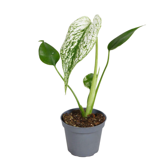 Monstera Devil Monster House Plant 6cm Pot