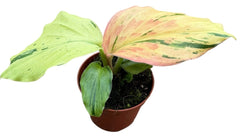 Kaempferia Pulchra Variegata House Plant 8cm Pot