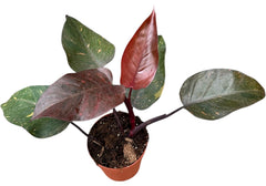 Orange Princess Philodendron 17cm Pot House Plant