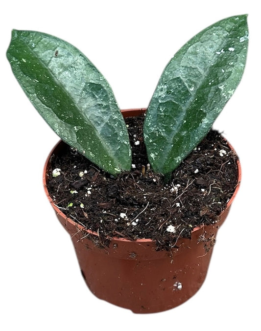 Hoya aff Vitellina 10.5cm Pot 15cm Height House Plant