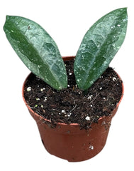 Hoya aff Vitellina 10.5cm Pot 15cm Height House Plant