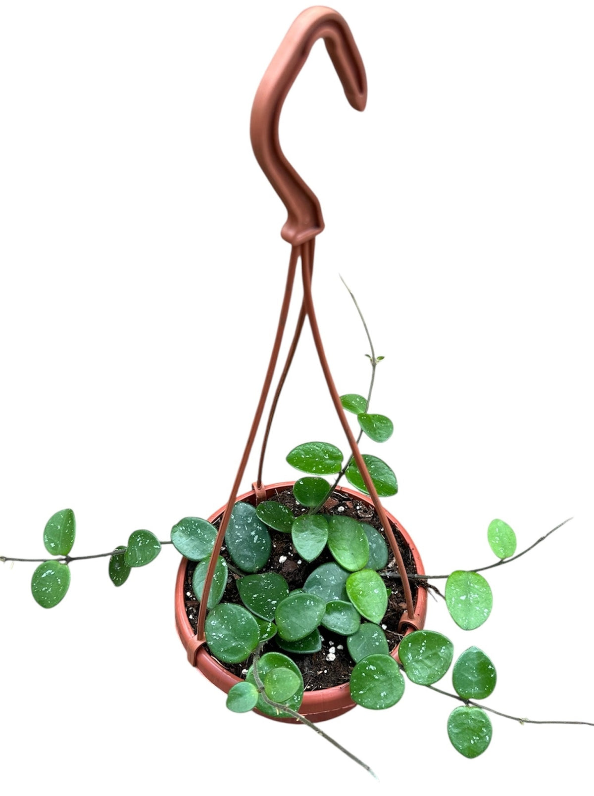 Hoya Mathilde 14cm Pot 15cm Height House Plant