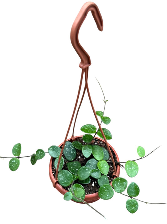 Hoya Mathilde 14cm Pot 15cm Height House Plant