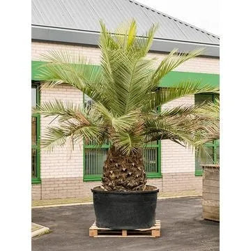 340 - 360cm Jubaea chilensis XXL 120cm Pot House Plant