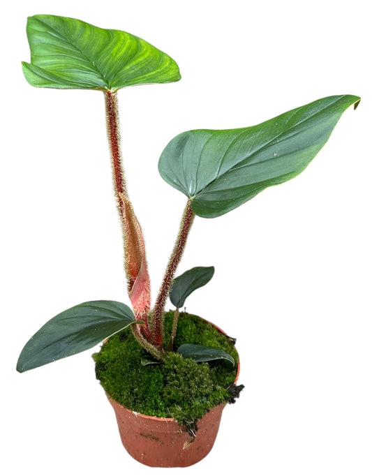 Philodendron Serpens 10.5cm Pot 20cm Height House Plant