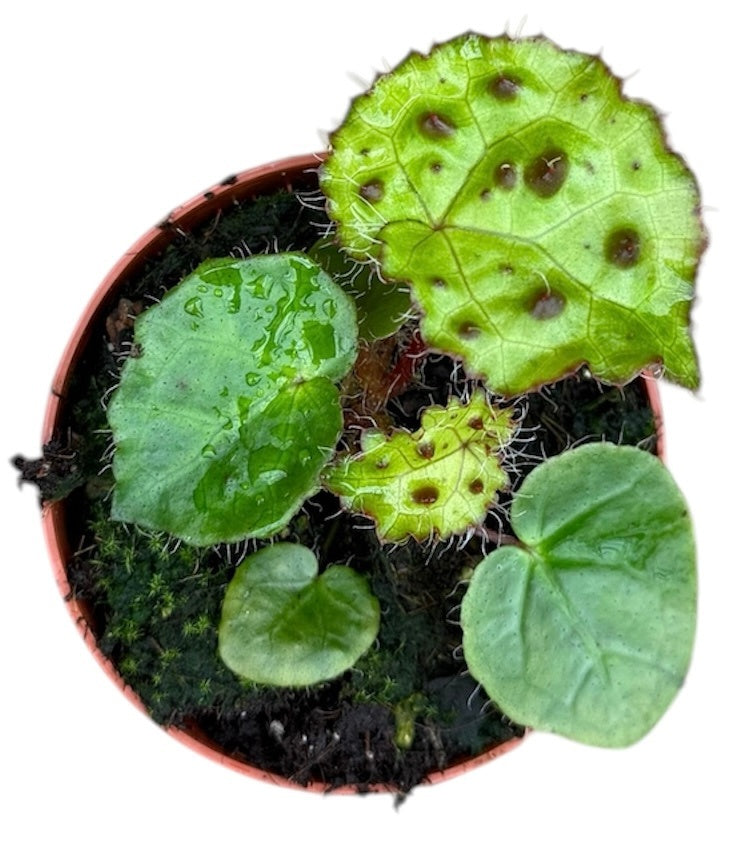 Begonia Ferox 8cm Pot 15cm Height House Plant