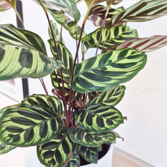 35 - 45cm Calathea Makoyana Prayer Plant 14cm Pot House Plant House Plant