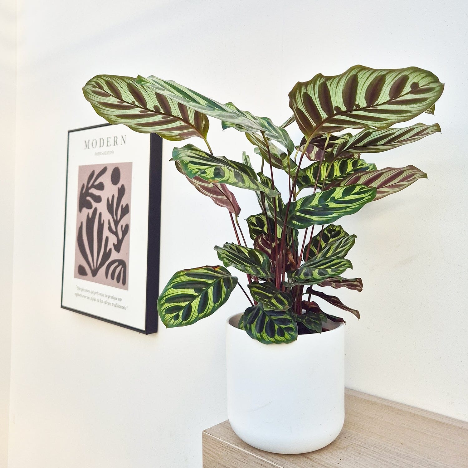 35 - 45cm Calathea Makoyana Prayer Plant 14cm Pot House Plant House Plant
