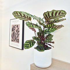 35 - 45cm Calathea Makoyana Prayer Plant 14cm Pot House Plant House Plant