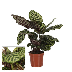 35 - 45cm Calathea Makoyana Prayer Plant 14cm Pot House Plant House Plant