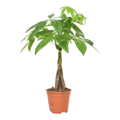 35 - 45cm Pachira Aquatica Money Tree 14cm Pot House Plant House Plant