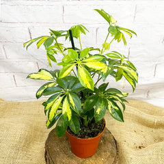 35 - 45cm Variegated Schefflera House Plant 13cm Pot 