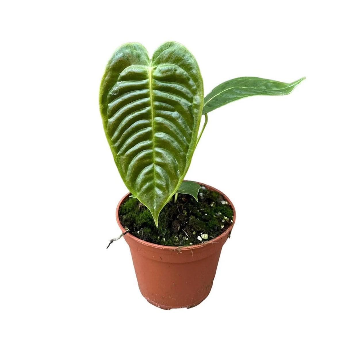 35-45cm Anthurium Veitchii House Plant 17 cm Pot