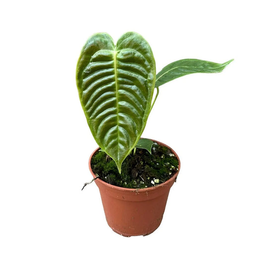 35-45cm Anthurium Veitchii House Plant 17 cm Pot