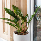 35 - 55cm Philodendron Narrow 14cm Pot House Plant House Plant