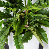 35 - 55cm Philodendron Narrow 14cm Pot House Plant House Plant