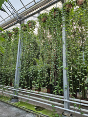 350 - 400cm XXL Epipremnum Aureum 40cm Pot House Plant