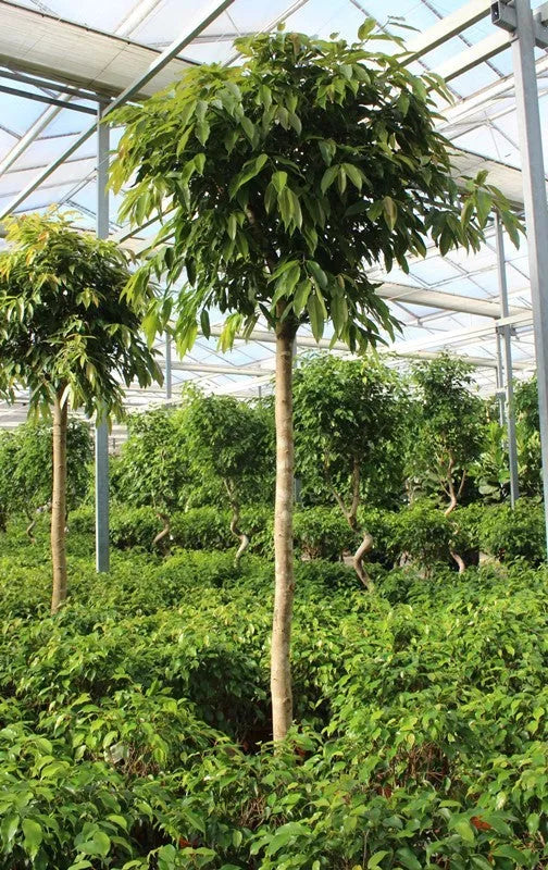 350 - 400cm XXL Ficus Amstel King 70cm Pot House Plant