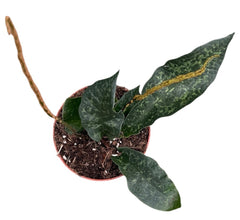 Tectaria Hilocarpa House Plant 8cm Pot