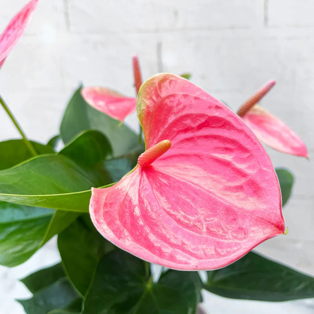 35 - 40cm Anthurium Cherry Love Pink Flower 12cm Pot House Plant
