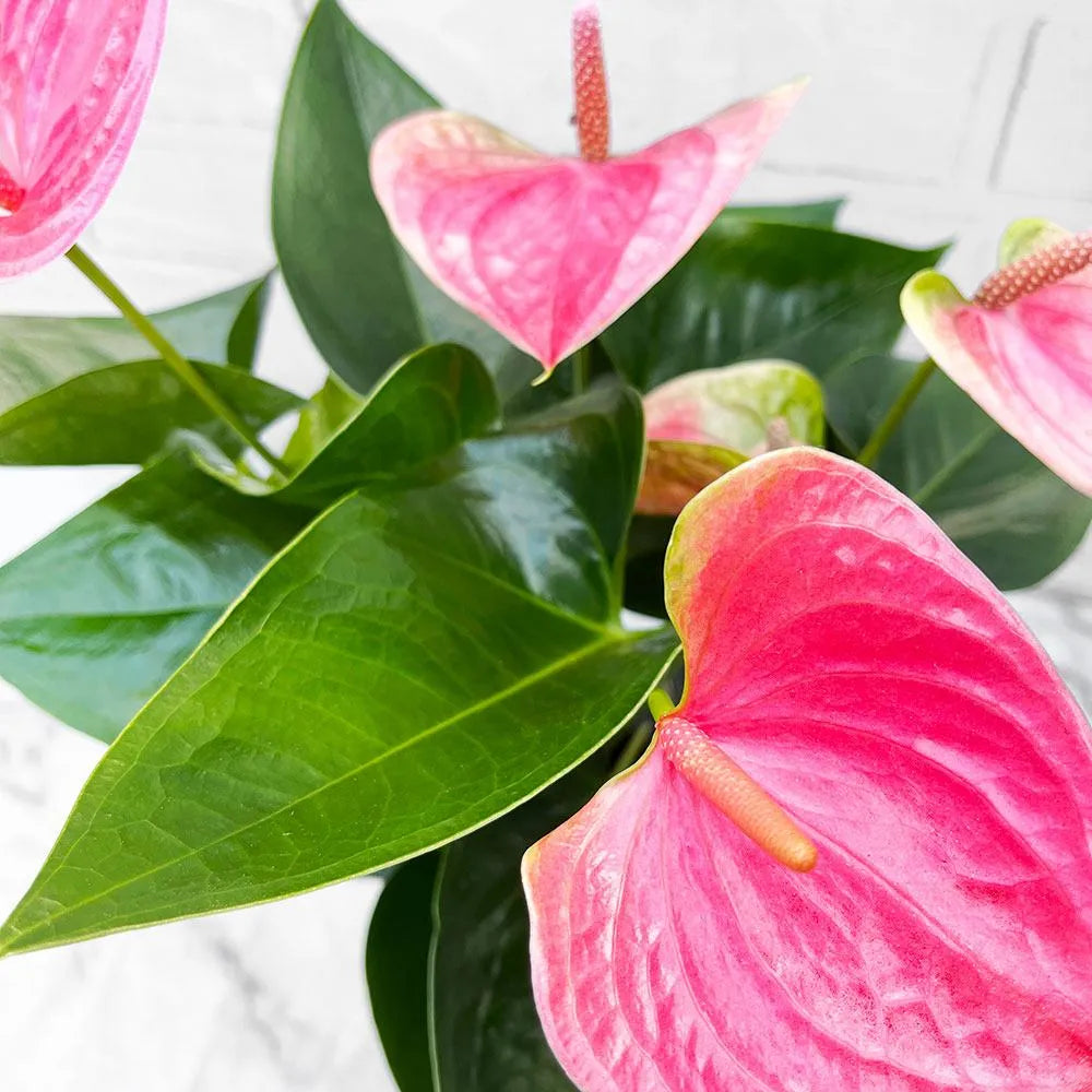 35 - 40cm Anthurium Cherry Love Pink Flower 12cm Pot House Plant