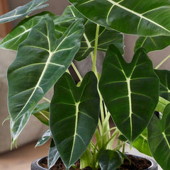 35 - 45cm Alocasia Frydek Elephant House Plant 19cm Pot