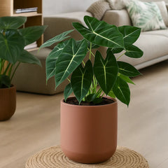 35 - 45cm Alocasia Frydek Elephant House Plant 19cm Pot