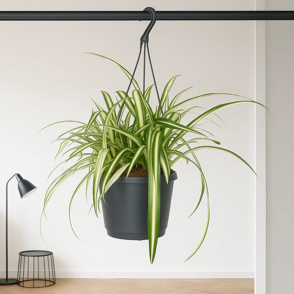 35 - 45cm Chlorophytum Comosum Houseplant 17cm Hanging Pot