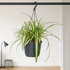 35 - 45cm Chlorophytum Comosum Houseplant 17cm Hanging Pot