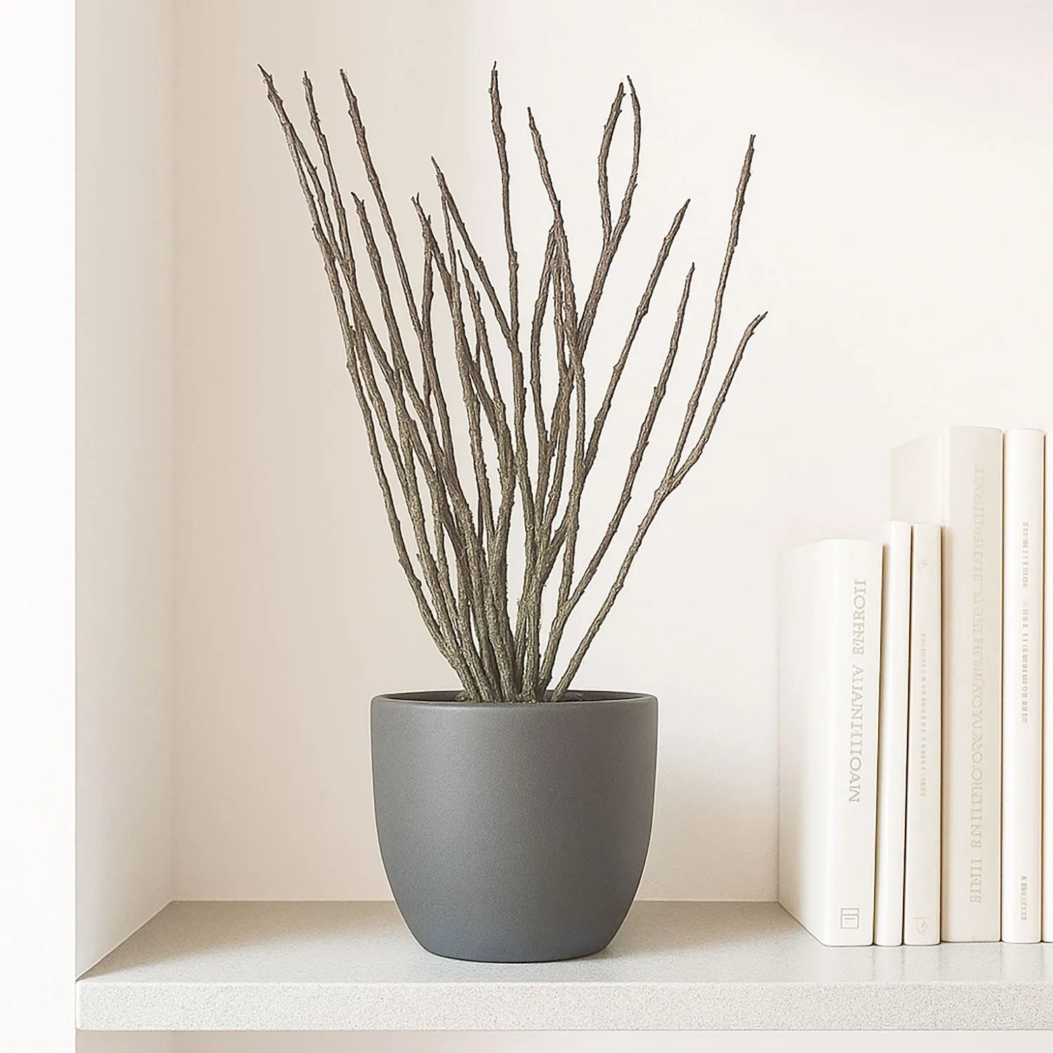 35 - 45cm Euphorbia Platyclada House Plant in 12cm Pot