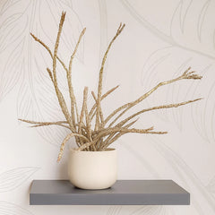 35 - 45cm Euphorbia Platyclada House Plant in 12cm Pot