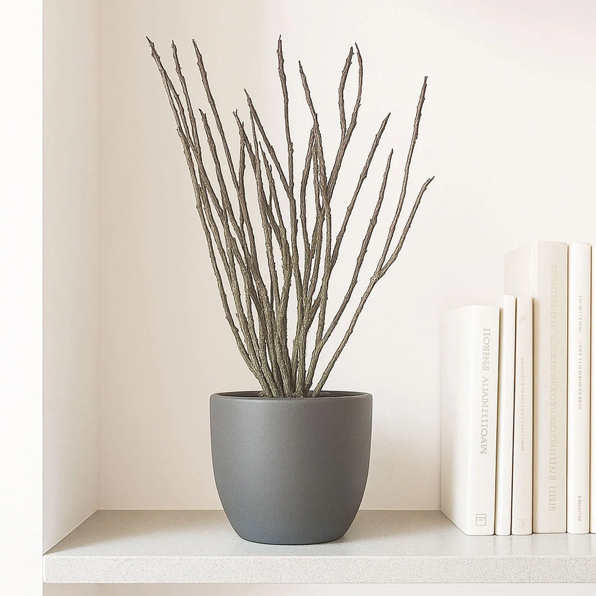 35 - 45cm Euphorbia Platyclada House Plant in 12cm Pot