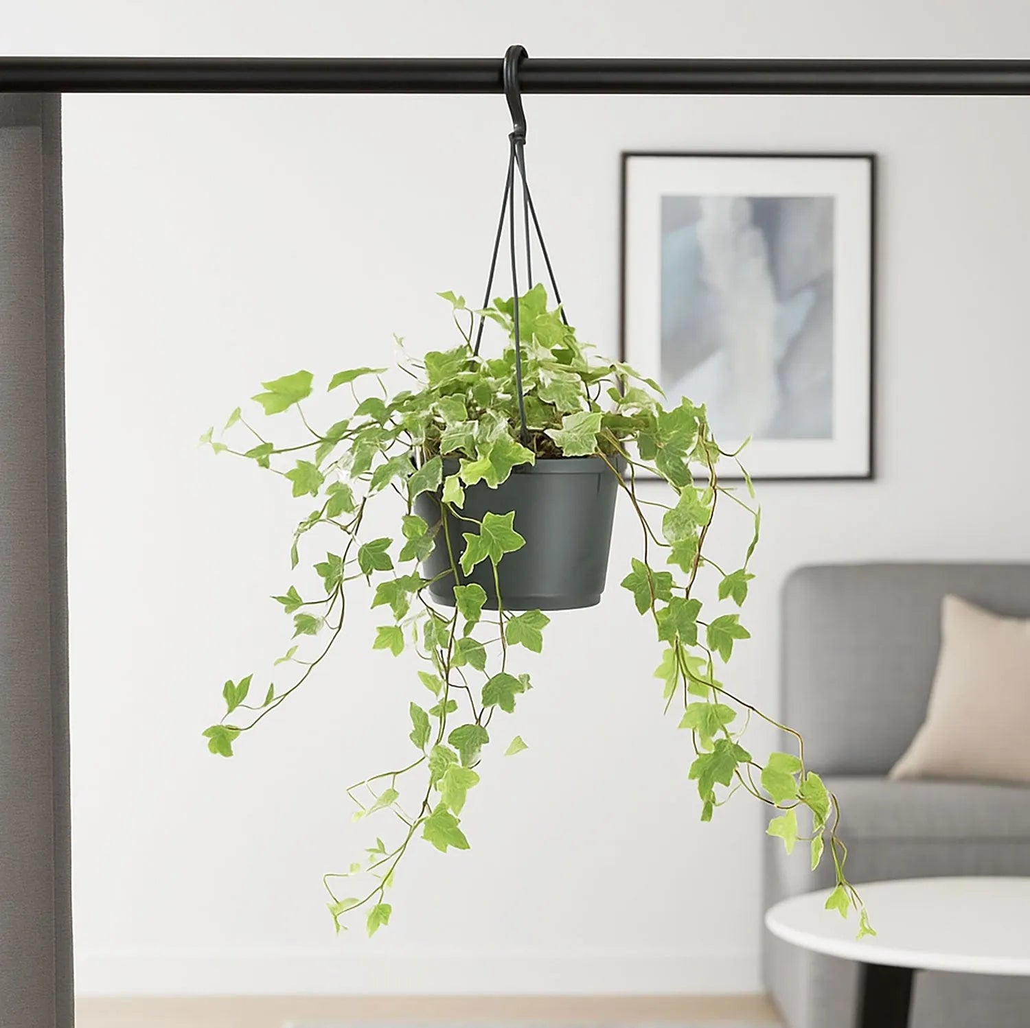 35 - 45cm Hedera Helix Variegated Ivy Houseplant 17cm Hanging Pot